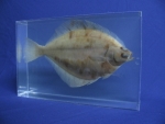 Foto Galerie/Pleuronectiformes/Limanda limanda/Limanda limanda_01_SS.jpg